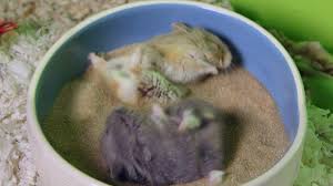 best bedding for your hamster this summer