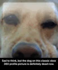 Now i cant find the pic and the only pic available are just plain dumb. Sad To Think But The Dog On This Classic Xbox 360 Profile Picture Is Definitely Dead Now Sad To Think But The Dog On This Classic Xbox 360 Profile Picture Is