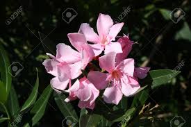 Shop online for quick delivery with 28 days return or click to collect in store. Nerium Oleander Plant In Queensland Australia Shrub With Pink Stock Photo Picture And Royalty Free Image Image 21940800