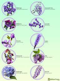 85 types of purple flowers names