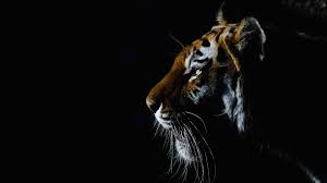 16 Tiger HD Wallpapers & Backgrounds