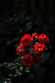 dark red roses images free
