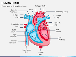 human heart powerpoint template ppt