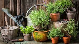 10 Tips For Growing Herbs Outdoors