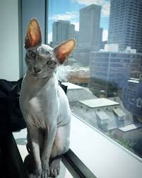 hairless sphynx cat breed traces