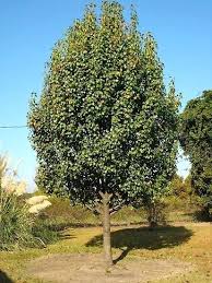 Pineapple Pear Tree Hood Facts Pictures Pollination