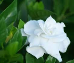 Gardenia White Fragrant Flower Heirloom