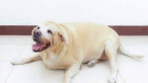 Obesity and the inflammatory effects of excess fat can bring a host of health problems. Fat Cats Fat Dogs Healthy Paws