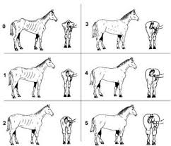 Body Condition Scoring Of Horses