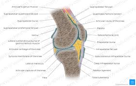 The medial epicondyle is a large convex eminence to which the tibial. Femur Bone Anatomy Proximal Distal And Shaft Kenhub