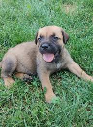 Puppies breeders pedegree, males, females, cane corso puppies for sale to buy online. Cane Corso Puppies For Sale Lancaster Puppies
