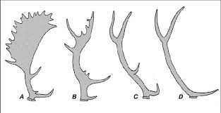 antler shape in fallow deer species