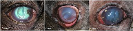 treatment of deep corneal ulcers with