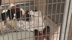 humane society seizes dogs from