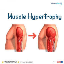 how do muscles grow nuvovivo