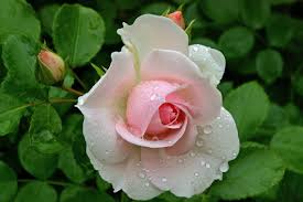 beautiful white pink roses hd picture