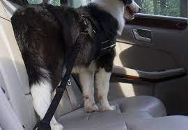 Pet Car Seat Belt Grabone Nz