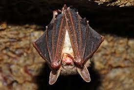 bat pest information prevention tips