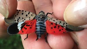 Spotted Lanternfly is a Border Away - ISA Ontario