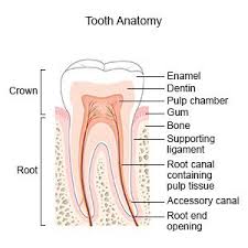 tooth extraction discharge care