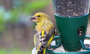 keep birds from eating gr seed