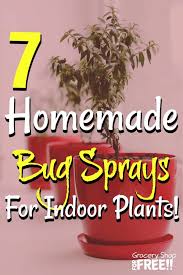 7 Homemade Bug Sprays For Indoor Plants