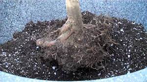 Soil isn't a singular entity. How To Grow Japanese Maple Acer Palmatum In A Pot Part I Mp4 Youtube