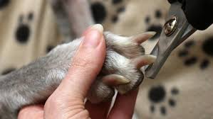 how to cut dog nails to avoid