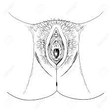 Sketch Of The Human Vagina (external Anatomy) Royalty Free SVG, Cliparts,  Vectors, And Stock Illustration. Image 16771594.