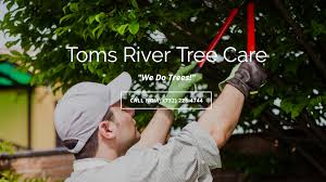 We're a tree company in toms river and brick, nj providing dependable tree service to residential and commercial clients in the area. Toms River Tree Care Nj Home Facebook
