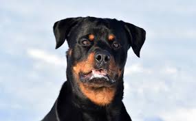 rottweiler dog portrait stock photos