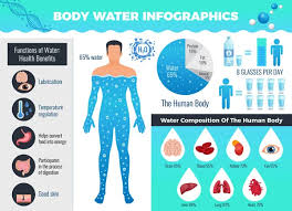 87 body water percene vector images