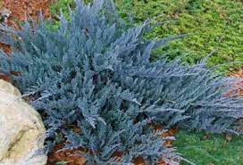 juniperus horizontalis wiltonii