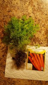 how to get carrots to grow properly