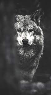 wolf iphone wallpapers top free wolf