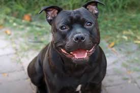 The staffordshire bull terrier was brought to the u.s. Staffordshire Bull Terrier What You Need To Know And 11 Photos Bull Terrier Hq