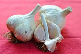 Grow Garlic A Q A With Filaree Farm