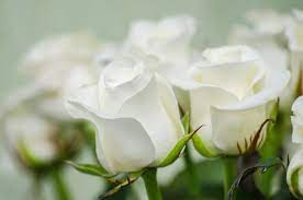 white rose meaning in the age of