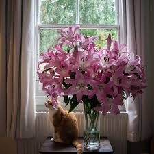 Try to keep on top of pollen and dust in the home by regularly vacuuming the floors and wiping down. How To Treat Lily Toxicity In Cats