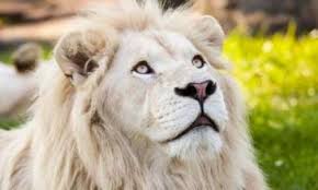 Résultat de recherche d'images pour