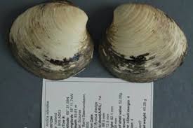 Scientists Discover Worlds Oldest Clam Killing It In The