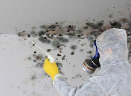 Preventing Mould On Walls What To Do