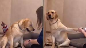 dog reacts dramatically as human tries