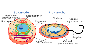 prokaryotic and eukaryotic