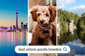 5 best poodle breeders in ontario 2023