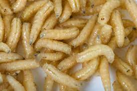 how to get rid of maggots naturally