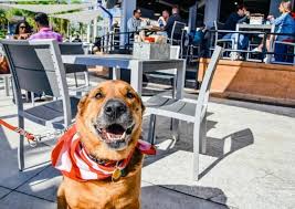 10 dog friendly restaurants ta bay