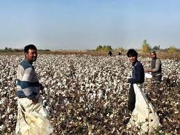 實拍新疆農民采棉花，小時候穿棉織品是窮人，現在剛好相反- 每日頭條
