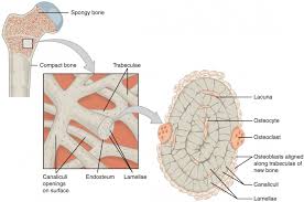 Bone Classification And Structure Anatomy And Physiology