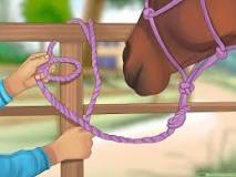 what-do-you-tie-your-horse